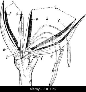 . Botanik für landwirtschaftliche Studenten. Botanik. 18 Blumen Andere Namen häufig auf die hüllspelze und Lemma angewendet werden. In den Kursen in der Landwirtschaft, die hüllspelze oft als Außen- oder leere Hüllspelze und das Lemma, die Blüte hüllspelze. Die pistillate Blumen auf einem Cob angeordnet und durch die Spelzen umschlossen, so dass nur die äußeren Enden oder Seide der pistils sind. Abb. 14. - Ein ährchen aus dem Mais Quaste zwei staminate Blumen die Blumen sind gezählt (1) und (S), Nr. 1, mehr Reife/, Lemma; p, palea; s, Staubgefäßen; I, lodicules. Sehr erweiterte die e, glumes zu zeigen; ausgesetzt. Wenn die Spelzen entfernt werden, die Strömung Stockfoto