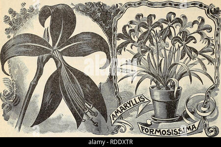 . E.H. Hunt: seedsman. Baumschulen (Gartenbau) Illinois Chicago Kataloge, Leuchtmittel (Pflanzen) Kataloge Kataloge; Blumen; Gemüse Samen Kataloge; Pflanzen, Zierpflanzen Kataloge. 46 E.H. HUNT, SEEDSMAN, Chicago, Illinois. Sommer BLUMENZWIEBELN UND PFLANZEN. Im Sommer - Blumen - ing Knollen und Wurzeln für den Frühling - Pflanzen" sind in - teuer, sehr leicht gewachsen, benötigen kaum Pflege, und [) Einige der ihe Die meisten auffälligen und schönsten aller Sommer und Herbst flowtrs roduce. Es gibt aber nur wenige Blumen, die mit dem bril-liant Spikes der Froh - iolus oder Blumen der Dahlie, die Eleganz der Th vergleichen können. Stockfoto