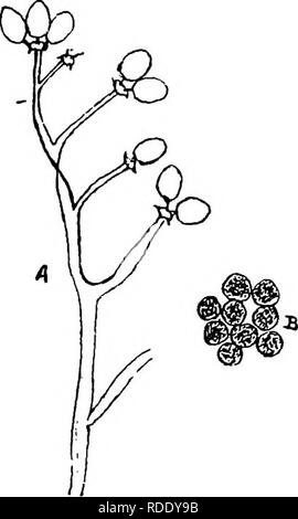 . Die Krankheiten von Kulturpflanzen und deren Abhilfe: ein Handbuch der wirtschaftlichen Biologie für Landwirte und Studenten. Pflanzenkrankheiten. Verschiedene Kulturen. 157 Die larvsB dieser Motte (bereits beschriebenen) Feed auf den Wurzeln der Kopfsalat. Den Kopfsalat Mehltau {Peronospora ganglioniformis, Abb. 51) erzeugt eine blasse Flecken auf Salatblättern, und "in schlechten Fällen Sommer Salate werden schnell reduziert auf pu-trescent Massen." Der conidiophores des Pilzes. Abb. 51. - Salat Schimmel [Peronospora ganglioniformis). A. eine conidiophore und konidien. B. Oospores (reeting - Sporen). X195 Diam. (Zeiss C. und 3 CO.). Stockfoto