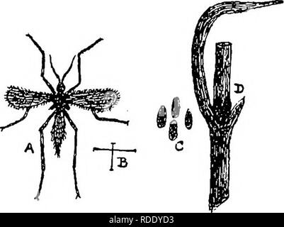 . Die Krankheiten von Kulturpflanzen und deren Abhilfe: ein Handbuch der wirtschaftlichen Biologie für Landwirte und Studenten. Pflanzenkrankheiten. GRAMINEOUS KULTURPFLANZEN. Kranke ratus zu einer sehr ernsthaften Ausmaß. . Die Motte ist etwa drei Viertel eines Zoll in der Verbreitung der Vorderflügel, die von hellem grau mit dunkleren quer Markierungen; die Flügel sind bemerkenswert für ihre weißliche halb-Transparenz, mit einem dunkleren Linie vom Punkt entlang eines Teils der vorderen Kante. Die Larven, wenn voll gewachsen, sind ungefähr fünf Achtel der einen Zoll lang; eine palish Fleisch - Farbe, heller, wenn ältere, Staats- und Regierungschefs eine gelblich-braune Farbe." Stockfoto