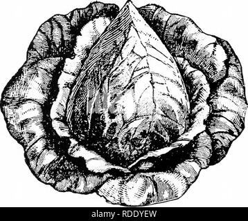 . Kohl, Blumenkohl und alliierten Gemüse: Von der Saat bis zur Ernte. Gemüseanbau; Kohl, Blumenkohl. 54 Kohl. Die Wakefield und WINNINGSTADT GRUPPE. Diese Gruppe umfasst Kopfkohl mit spitzen Köpfe, von denen es gibt zahlreiche Sorten, aber nur wenige der gleichen sind im Anbau für den Markt der Kabine - bages in diesem Land, und auf diese nur sollen wir besondere Erwähnung, da sie die einzigen sind die Ameri-can Gärtner interessiert ist. Der Jersey Wakeiield.- ^ diese Sorte war Intro' aus England vor etwa vierzig Jahren eingeführt, aber seine Geschichte oder ursprünglicher Name Wir haben kein Wissen. Von der da Stockfoto