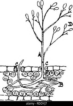 . Die Krankheiten von Kulturpflanzen und deren Abhilfe: ein Handbuch der wirtschaftlichen Biologie für Landwirte und Studenten. Pflanzenkrankheiten. ROOT ERNTEN. 43 seine Vitalität deutlich reduzieren. Bei künstlichen Kulturen ausgesetzt wurden, auf eine Temperatur von - 17°C für einen Tag, die Organismen völlig zerstört wurden. Eine E.M.F.i von 3'3 Volt (bei 17°C) zerstört B. allii beim Wachsen in sterilisierten Schwein Brühe (neutral). Prävention. - Zwiebeln, ruhpoldinger gelagert werden, sollten in einem aufbewahrt werden. Abb. 17.- Zwiebel Mehltau (peronospora ScUeideniana). A. Die fuBgDS wächst von der Basis einer Zwiebel Blatt. B. Myzel ramifying zwischen den Zellen der Ho Stockfoto