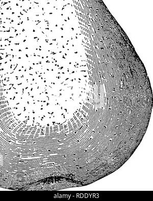 . Obst - Gartenarbeit: Enthält vollständige praktische Hinweise für die Auswahl, Vermehrung und Zucht aller Arten von Obst. Obst - Kultur.  Lrgean. wesentlich von den Apfelbaum. Die Zweige oder Sprays, nach unten hängen. Die Blätter sind elliptisch, stumpf, gesägt. Die Uhr "wers. Bitte beachten Sie, dass diese Bilder sind von der gescannten Seite Bilder, die digital für die Lesbarkeit verbessert haben mögen - Färbung und Aussehen dieser Abbildungen können nicht perfekt dem Original ähneln. extrahiert. Bridgeman, Thomas, d. 1850. Philadelphia: H.T. Coates &Amp; Co. Stockfoto