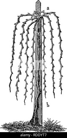 . Obst - Gartenarbeit: Enthält vollständige praktische Hinweise für die Auswahl, Vermehrung und Zucht aller Arten von Obst. Obst - Kultur. 114 FKUIT - GARTENARBEIT. Der Lüfter siape. Von den Experimenten, die er gemacht hat, hat er festgestellt, dass die Triebe aus jenen Teilen der Zweige nach unten gebogen, produktiver sind als von denen Aufsteigend kommen. Er sieht tief graben um die Rebe, auch zu den destruc -.- Einige der Verlängerung Wurzeln, berechnet als das Wachstum der mehr Obst und weniger Holz als wenn erlaubt in der Nähe der Oberfläche zu fördern; und missbilligt er stoppen die Triebe b Stockfoto