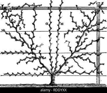 . Obst - Gartenarbeit: Enthält vollständige praktische Hinweise für die Auswahl, Vermehrung und Zucht aller Arten von Obst. Obst - Kultur. Obst - GARTENARBEIT.La die Gitter von Zweigen, Blättern und Ranken. Lassen Sie die Triebe und Zweige danach regelmäßig in festgelegt werden, in dem Abstand oben angegeben, vor allem die jungen Triebe, die Erwartung - ED nächste Saison zu tragen. Wie für die anderen, es ist nicht so, wie in der Nähe der jungen Triebe auf die Alte platziert werden, auch wenn Sie sie manchmal Kreuz. Wählen Sie Stränge von frischem matting, oder packthread, mit Riegel; und beobachten Sie ausreichend Raum zu verlassen Stockfoto