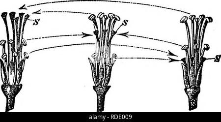 . Die verschiedenen Formen von Blumen auf Pflanzen der gleichen Art. Pflanzen; Düngung von Pflanzen. 170 HETEEOSTYLED TEIMOEPHIC PFLANZEN. Kap. IV. Form, die Narben aus Pass zwischen den Filamenten der längsten Staubblätter (wie in der kurzen - styled Form von Lirnim); und sie stehen eher näher an der oberen antheren als die unteren. In der kurzen - stylsil Abb. n.. Lange - gestaltet. Mitte gestaltet. Kurze - "tyli-d. OxALIS SPECIOSA (mit der Blütenblätter entfernt). S S S, Narben. Die Jotted Linien mit Pfeilen zeigen, welche Pollen auf die narbe für legitime Düngung durchgeführt werden. Form, die Narben auch pass out b Stockfoto
