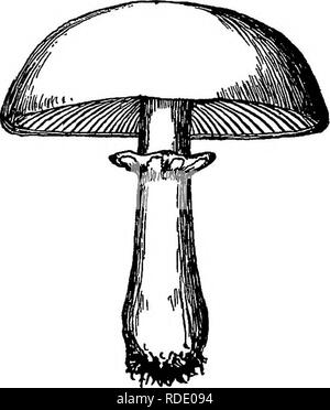 . Pilze und ihre Verwendung. Pilze. Mann, der sie gesammelt, und fumislied tlie ersten Exemplare von mir gesehen, getestet und auf seinem Experiment es als essbar eingestuft wird. Ich würde nicht zögern, es zu essen, wenn ich frische Exemplare erhalten könnte. Das Feld Pilz, auch genannt das Pferd Pilz und Wiese Pilz, Agaricus arvensis, wurde von einigen wurde Consid als eine blosse Vielzahl der Gemeinsamen Pilz. Aber es unterscheidet sich in einigen Punkten, und ist in der Regel als eigenständige Arten in der de-beschreibenden Handbücher gehalten. In der Regel übersteigt die Gemeinsame Pilz in Größe, und wenn Alte oder ia Trocknen, die Gap, die uns Stockfoto