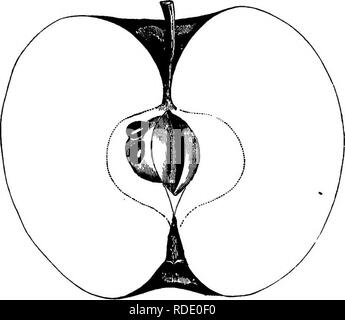 . Amerikanische pomology: Äpfel. Äpfel. Klasse III. KOUND ÄPFEL.-II. I.I.631 KLASSE III - runde Äpfel. Um II - UNREGELMÄSSIG. Abschnitt 1.-süß. Unterabschnitt 1 - COLOEED oder ERRÖTETE. Splitter des S&gt; Veet. Diesen Sämling aus der Stillwater Stceet, gewachsen durch L. S. Mote, von Miami County, Oliio, ist ziemlich im Verbesserung des übergeordneten, die eine hohe Reputation als erhalten hat. Abb. 345.-^ Mote süß. Eine Auswahl herbstliche sweet Apple. Baum runde, Verbreitung, kräftig; Schießt blass; Laub großen, breiten, fein Ser-bewertet, und eher blass. Frucht groß, kugelig, etwas abgeflacht, oder konisch - trun- nen, rathe Stockfoto