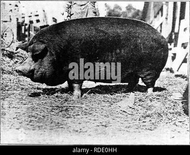 . Schweinegrippe: ein Buch für Studenten und Bauern. Schweinen. Drei-jährige Duroc-Jersey Wildschwein, im Besitz von lyOwrance Bros., Taylorville, Illinois.. Zwei Jahre alten Duroc-Jersey säen, "unsere Wahl." Grand Champion Illinois State Fair, 1905. Von Ira Jackson, West Milton, Ohio.. Bitte beachten Sie, dass diese Bilder sind von der gescannten Seite Bilder, die digital für die Lesbarkeit verbessert haben mögen - Färbung und Aussehen dieser Abbildungen können nicht perfekt dem Original ähneln. extrahiert. Tag, George E., 1863 -. Des Moines, Iowa: Kenyon drücken Sie Stockfoto