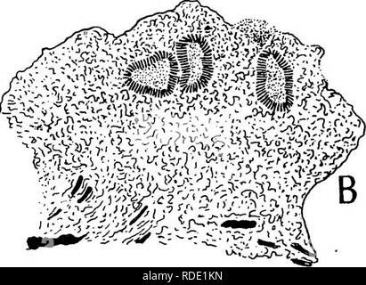 . Die pilzerkrankungen der gemeinsamen Lärche. Lärchen. D. Bitte beachten Sie, dass diese Bilder sind von der gescannten Seite Bilder, die digital für die Lesbarkeit verbessert haben mögen - Färbung und Aussehen dieser Abbildungen können nicht perfekt dem Original ähneln. extrahiert. Hiley, W. E. (Wilfrid Edward). Oxford: Clarendon Press Stockfoto