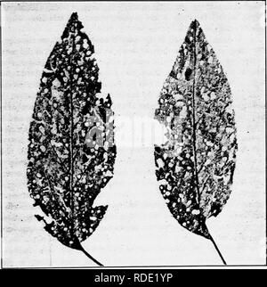 . Ein text-Buch der Mykologie und Pflanzenpathologie. Pflanzenkrankheiten; Pilze in der Landwirtschaft; Krankheiten; Pilze. Die SYMPTOME DER KRANKHEIT (SYMPTOMATOLOGIE) 345 2. Shot-Bohrungen (Abb. 135). - Die Perforation der Blätter und der Forma- tion der sogenannten gedreht - Bohrungen eine andere Form der fungous Angriff, wo kreisförmigen Flecken von totes Gewebe durch den Pilz getötet, drop verläßt ein Loch veranschaulichen. Die englische Sauerkirsche Bäume in einigen Teilen unseres Landes haben in den vergangenen paar Jahren von dieser "Schuß getötet worden. FlG. 13 s.-Shot-Loch Krankheit der Pflaume durch Cylindrosporium padi. (Nach Heald, F.D.. Stockfoto