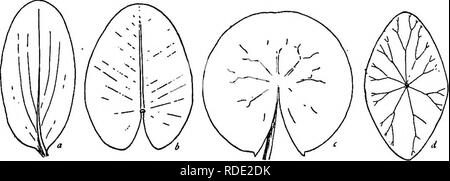 . Die Naturgeschichte der Farm; ein Leitfaden für die praktischen Studium der Quellen unserer Leben in der wilden Natur. Natural History. Blätter wachsen in Quirlen, die die Stammzellen an den Knoten: a, die gemeinsame Wasser weed (Elodea canadensis oder Pkilotria canadensis); b, das Wasser Horn -^ Johanniskraut (Ceratophyllum demersum): c, das Wasser Tausendblatt (myrio - phyllum).. Abb. 14. Umrisse von vier allgemeine Arten von schwimmenden Blätter: a, die fließenden Fluss Unkraut {PotamogeUm natans);&amp;, die spatterdock {. NympjKBa lutea); c, die weiße Seerose (CasHUea odorata) und d, das Wasser schutz (Brasenia Peltata).. Bitte beachten Sie, dass t Stockfoto