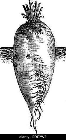 . Die Zuckerrübe: Eine Geschichte der Zuckerrüben Zuckerindustrie in Europa, Sorten der Zuckerrüben, Prüfung, Böden, Bodenbearbeitung, Samen und Aussaat, Ertrag und Kosten für Anbau, Ernte, Transport, Erhaltung, Fütterung Qualitäten der Zuckerrüben- und der Zellstoff-, etc. Zuckerrüben; Zuckerrüben Zuckerrüben; Industrie; Industrie; Zuckerrüben Zuckerrüben Zuckerrüben Zucker; Zucker; Zuckerrüben Zuckerindustrie; Zuckerrüben Zuckerindustrie. VABiETIES OP DER ZUCKERRÜBEN. 71 1860. EflEbrts wurde eine große Pro-centage Zucker ohne Berücksichtigung der resultierenden Form, die unregelmäßig war zu bekommen, und der Hals groß, und ein Bild. 5. Stockfoto