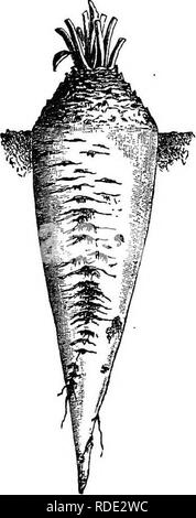 . Die Zuckerrübe: Eine Geschichte der Zuckerrüben Zuckerindustrie in Europa, Sorten der Zuckerrüben, Prüfung, Böden, Bodenbearbeitung, Samen und Aussaat, Ertrag und Kosten für Anbau, Ernte, Transport, Erhaltung, Fütterung Qualitäten der Zuckerrüben- und der Zellstoff-, etc. Zuckerrüben; Zuckerrüben Zuckerrüben; Industrie; Industrie; Zuckerrüben Zuckerrüben Zuckerrüben Zucker; Zucker; Zuckerrüben Zuckerindustrie; Zuckerrüben Zuckerindustrie. Verschiedene so genannte Grüne-top. Verschiedene so genannte Rose-top. Nach Yilmorin Maximal 8288 kilog. (18,233 lbs.) der Zucker hat auf der Ertrag von einem Hektar (zwei und eine Hal extrahiert worden Stockfoto