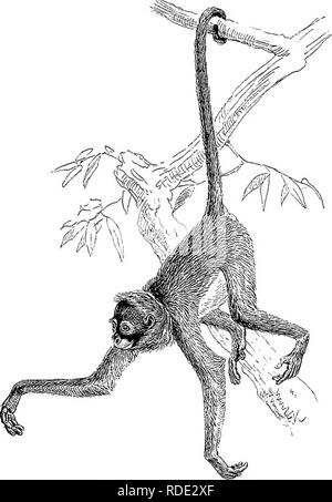 . Amerikanische Tierarten leben. Zoologie; das Verhalten der Tiere. Affen 25 Schreie, die manchmal fast ohrenbetäubend. Eine seltsame Veränderung von Struktur geht mit diesem por-Abb. 6.. Die LANGHAARIGE SPIDER MONKEY. tentous Geschrei. An der Wurzel der Zunge in uns selbst und in der Tiere im allgemeinen, ist eine kleine, solide, quer. Bitte beachten Sie, dass diese Bilder sind von der gescannten Seite Bilder, die digital für die Lesbarkeit verbessert haben mögen - Färbung und Aussehen dieser Abbildungen können nicht perfekt dem Original ähneln. extrahiert. Mivart, St. George Jackson, 1827-1900. Bos Stockfoto