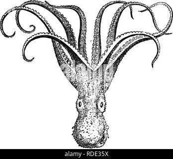 . Natürliche Geschichte der Tiere. Mit kurzen Beschreibungen der Tiere auf die natürlichen Tenney Geschichte Tabletten, aber komplett ohne die Tabletten. Zoologie. Abb. 358. - Argonaut oder Paper-Sailor. Vieles reduziert. Warmen Meeren. Abb. 359. - Octopus, oder Poulpe. Vieles reduziert. Mittelmeer.. Bitte beachten Sie, dass diese Bilder sind von der gescannten Seite Bilder, die digital für die Lesbarkeit verbessert haben mögen - Färbung und Aussehen dieser Abbildungen können nicht perfekt dem Original ähneln. extrahiert. Tenney, Sanborn, 1827-1877; Tenney, Abby Amy (Gove) 1836 -. New York, Scribner, Armstrong Stockfoto