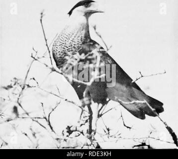 . Wo Vögel finden und die natürlichen Geschichte in Florida genießen. Vögel. SAMUa A. OKIMIS den Karakara, ein Bewohner von Central Florida, ist der Nationalvogel von Mexiko. Brighton Indian Reservation. Diese Reise sollte die Sandhill Crane und der karakara der birder Liste hinzufügen. Hochland Hängematte State Park besonders stolz ist der folgenden Vögel: swallow-tailed Kite (March-Aug-ust), Anhingas (ganzjährig), Puten (gelegentlich, Limpkin (gelegentlich), Drosseln. Brown-headed Kleiber, Red-cockaded Specht, Pileated Woodpecker, Short-tailed Hawk (Winter) Rohrdommeln (Winter), Florida scrub jay, Pro- Stockfoto