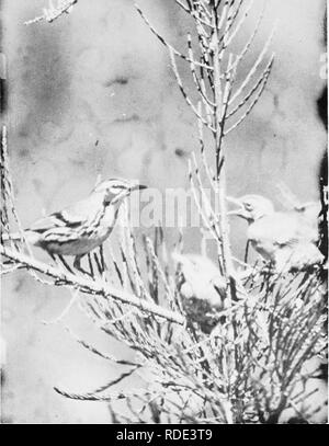 . Wo Vögel finden und die natürlichen Geschichte in Florida genießen. Vögel. SAMUEL A. OKIMES die Yellow-throated Warbler Rassen in zentralen und nördlichen Florida und ist eine gemeinsame Winter Besucher auf den Florida Keys. Im Winter wandernder Wasservögel sind häufig. Einheimische und Zugvögel aus Vögel wie Kardinal, Bluejay, Vireos, Fliegenschnäpper, Towhee, Amseln, Mockingbird, Katze - Vogel, Drosseln, Braun Thrashers, Grasmücken, Zaunkönige, beide Knistern, Krähen und Spatzen sind manchmal im Wald gesehen. Boden Tauben sind reichlich vorhanden, Trauer Tauben manchmal vorhanden sind. Falken sind selten zu sehen, sollte aber für beobachtet werden Stockfoto