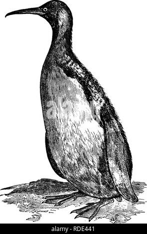 . Natürliche Geschichte der Tiere. Mit kurzen Beschreibungen der Tiere auf die natürlichen Tenney Geschichte Tabletten, aber komplett ohne die Tabletten. Zoologie. Schwimmer: Alken, Papageientaucher und Pinguine. 99 Alken, Papageientaucher und Pinguine. Diese gehören zu den kalten Regionen, und die Pinguine auf der südlichen Hemisphäre. Die große Pinguin von Patagonien ist größer als eine Gans. Seine Flügel sind so. Abb. 165.- Patagonischer Pinguin. Klein, dass er nicht fliegen kann, und es bleibt in der Wasser-, Ex-Cept wenn es kriecht am Ufer seine Eier zu legen und hinten seine Jungen. Pinguine brüten ihre Eier indem Sie sie zwischen ihre Schenkel Stockfoto