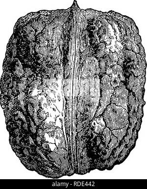 . Die amerikanische Obst culturist, mit Anweisungen für die Vermehrung und Kultur von allen Früchten in den Vereinigten Staaten angepasst. Obst - Kultur. 460 Muttern. Vorhandendes. Wo es wird angenommen, dass jede Sorte pur-oe kann - gejagt, einem Stern folgt der Name. Die kleinste gepflegte Mutter ist Juglans nigra microcarpa (Abb. 609). Die shell ist Dick, der Kernel adr entsprechend klein. Die größte Walnuss ist Ju-Eichel regia gibbosa (Abb. 610). Die shell ist dick, hart und grob Wellpappe, und der Kernel recht klein für eine so große Mutter; der Geschmack ist Pio sagte. 609.-Ju - gut zu werden. Juglans intermedia pyrif Stockfoto