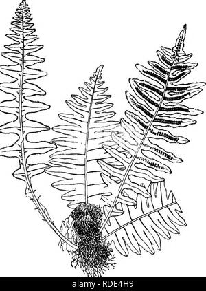 . Das Buch der Wahl Farne: für den Garten, Wintergarten, und Herd: beschreiben und die explizite kulturellen Richtungen für das Beste und auffälligste Farne und selaginellas im Anbau. Illustriert mit farbigen Tafeln und zahlreichen Holzstichen, speziell für diese Arbeit vorbereitet. Farne; Farne. 204 DAS BUCH DER WAHL FARNE. S. (Drynaria) rigidulum - Dryn-a'-ri-a; rig-id'-ul-um (etwas starr), Swartz. Ein Herd Arten, heimisch in Malaysia und Queensland, häufig in Gärten unter dem Namen S. diversifolium. Seine Wedel, hergestellt aus einem Stout, weit kriechenden Rhizom, sind der t Stockfoto