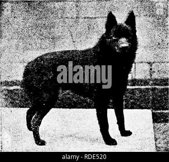 . Der Hund Buch: eine populäre Geschichte des Hundes, mit praktischen Informationen über die Pflege und Verwaltung von Haus, Zwinger, und Ausstellung Hunde, und Beschreibungen aller wichtigen Rassen. Hunde. . Bitte beachten Sie, dass diese Bilder sind von der gescannten Seite Bilder, die digital für die Lesbarkeit verbessert haben mögen - Färbung und Aussehen dieser Abbildungen können nicht perfekt dem Original ähneln. extrahiert. Watson, James, 1845 -. New York: Doubleday, Page&amp; Co. Stockfoto