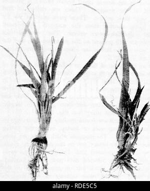 . Fungoid und Schadinsekten von der Farm. Landwirtschaftlichen Schädlingen. XI] fliegen 129. Abb. 38. Oat Pflanzen durch die fritte Fliegen angegriffen (Oecinus fritte).. Bitte beachten Sie, dass diese Bilder sind von der gescannten Seite Bilder, die digital für die Lesbarkeit verbessert haben mögen - Färbung und Aussehen dieser Abbildungen können nicht perfekt dem Original ähneln. extrahiert. Petherbridge, Friedrich Robert. Cambridge: University Press Stockfoto