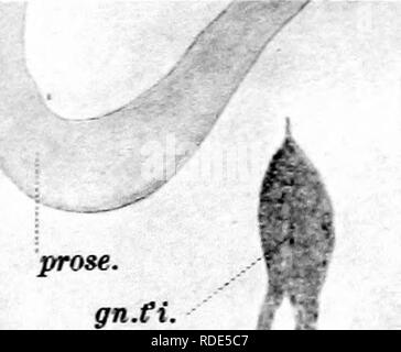 . Die Entwicklung der okulomotorischen Nerv, der Ciliary Ganglienzellen und die abducent Nerv in der Küken. Sehnerv; sympathische Nervensystem; Vögel; Geflügel. CA 5 lPE: NrEH - OCJLCMCTCRIT W^''^.. nidl. Oc bin ot. ,-/Â¢ v- - cr. EG f. Â trt. fbr. v. Ich (^5^. II n odrnot. ^^"ms" fnrh. rm. opth. Trig.^: k Pdl.opt. 12 v. crd. a. 14 TOfc. Zim. KK. rm. opth. Trig n.oc^ mot Ich 1^Rn. &Lt;Td. a. I n. OC'7 JM) J. 13 A Gn.co.par Rtn. Ich. Ich Abs. rtn. ex. EW. G-del 1 =^. hElIOTTPE CO., Boston. Bitte beachten Sie, dass diese Bilder aus gescannten Seite Bilder, die digital für die Lesbarkeit erhöht worden sein können extrahiert werden - Färbung Stockfoto