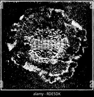 . Die Pilze, die die Krankheit verursachen. Pflanzenkrankheiten; Pilze. Abb. 336.- S. Solitaria. 1 Monate alte Kolonie auf Apple-Agar. Nach Scott und Rorer. Die fimgus wurde in Reinkultur gewachsen und ihre Identität auf Zweig, Blatt und Frucht wurde durch Impfung gezeigt. S. persicae Sacc. ist häufig auf Pfirsich verlässt. S. piricola Sacc. &Amp; Speg. ist foimd auf Apfel und Birne. S. limitata Pk.'" ist als die Ursache für eine Apple Blatt-stelle berichtet. Flecken runde Minute, 2-6 mm, braun oder rötlich; Pyknidien epiph - yllous, schwarz, Paar, punktförmige; Sporen ellipsoid, 7-8 x 4 Joh. S. MAIL S.&amp; D. tritt bei Apfel und Birne. P Stockfoto