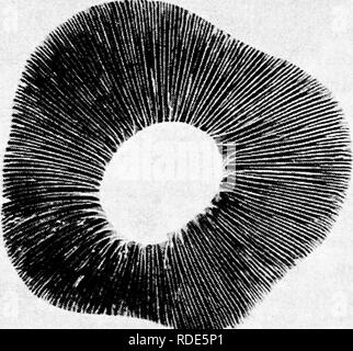 . Fungoid und Schadinsekten von der Farm. Landwirtschaftlichen Schädlingen. Kg. 7. Spore Drucke von gemeinsamen Fliegenpilzen.. Bitte beachten Sie, dass diese Bilder sind von der gescannten Seite Bilder, die digital für die Lesbarkeit verbessert haben mögen - Färbung und Aussehen dieser Abbildungen können nicht perfekt dem Original ähneln. extrahiert. Petherbridge, Friedrich Robert. Cambridge: University Press Stockfoto