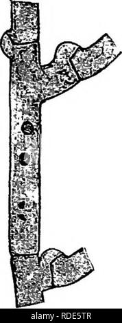 . Die Pilze, die die Krankheit verursachen. Pflanzenkrankheiten; Pilze. Abb. 291.- Hypochnus, semi-schematische Sek - tion, die Entwicklung von hymenium und Basidien, mit nuklearen Bedingungen. Nach Har-Pro.. Abb. 292,- MYZEL von Hypochnus show-ing Schelle Connec- tionen. Nach Har-Pro., die besonders reichlich in der Nähe des Terminal Knospen. Auf den Blättern Stevens und Halle*^** beschreiben ein loses Netzwerk, von dem aus die Basidien ergeben. Abb. 295. Die Art ist auf Apfel-, Birnen-, Flieder, Quitte, Vibemum und wahrscheinlich andere Hosts gefunden, und ist weit verbreitet. H. cucumeris Frank. Pilz Grau oder Braun; Basidien e Stockfoto
