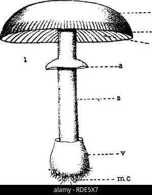. Die Pilze, die die Krankheit verursachen. Pflanzenkrankheiten; Pilze. 398 DIE PILZE, DIE URSACHE DER KRANKHEIT Pk., E.rhododendri Cram., E.japonicum Shirai und E. peckii Hal.sind auf Rhododendron und Andromeda gemeldet; E. azalese Pk. und einige andere Arten auf verschiedenen Rhododen- drons; E. vitis Prill, wurde in Frankreich auf der Traube festgestellt; * ^E. Lauri (Borg) Geyl. ist auf Laurus. E. cinnamomi Petch auf Zimt in Ceylon. Agaricales (s. 395)''' â" â™"â" * "Das ist eine sehr große Bestellung von über 11 000 Arten. Das Myzel wächst auf lange Distanzen über oder durch die Sup-Portierung Stockfoto