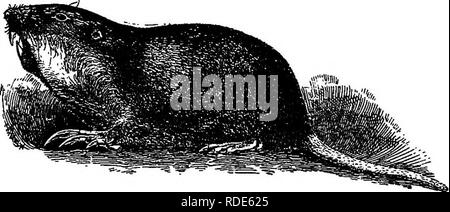 . Bauernhof Freunde und Feinde: einen Text - das Buch der Agrarwissenschaften. Landwirtschaftliche Schädlinge, Nützlinge und Schädlinge. 324 FARM FREUNDE UND FEINDE Pocket Gopher der Pocket Gopher der Familie Geomyidae bilden eine der am meisten Schikanöse Gruppen von Nagetieren. Sie sind eher kleine molelike Kreaturen mit einem wunderbaren Fähigkeit zum graben sich ihren Weg durch lockere Erde. Sie leben in unterirdischen Höhlen und weiden auf den Wurzeln von Bäumen, Gemüse und Futterpflanzen, sowie die Blätter vieler Pflanzen. Sie sind besonders zerstörerisch zu Kartoffeln und in Major Felder. Die verschiedenen Arten von Pocket gehen Stockfoto