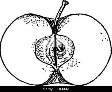 . Bauernhof Freunde und Feinde: einen Text - das Buch der Agrarwissenschaften. Landwirtschaftliche Schädlinge, Nützlinge und Schädlinge. 246 FARM FREUNDE UND FEINDE Lüftungsschlitze aus Wachsen. eine möglichst große Größe, wie sie sollten, wenn nicht afifected. Der Umfang dieser Schatten ist in der Abbildung unten dargestellt. Die Krankheit, die durch das Sprühen mit Fungiziden verhindert werden kann, Das selbst gekochte Kalk - Schwefel waschen als eines der besten für diesen Zweck.. Bitte beachten Sie, dass diese Bilder aus gescannten Seite Bilder, die digital für die Lesbarkeit verbessert haben mögen - Färbung und Aussehen dieser Abbildungen extrahiert werden Stockfoto