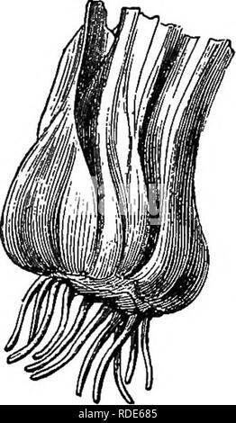 . Die Vermehrung von Pflanzen; die Grundsätze, die für die Entwicklung und das Wachstum von Pflanzen bestimmen, botanische Verwandtschaft und spezifischen Eigenschaften; auch Beschreibungen der Prozess, durch den die Sorten und Arten gekreuzt oder hybridisiert, und die vielen unterschiedlichen Methoden, mit denen die Kulturpflanzen propagiert und multipliziert werden. Pflanzenvermehrung. 326 Vermehrung - von PIAKTS.. Abb. 111. Der BtTLB TIGUIDIA. wich aus dem Licht, und wahrscheinlich hatten weniger Wärme als die Unterseite der Lampe. Die Ergebnisse waren, dass die Wurzeln, oder der Hautanhangsgebilde, die Wurzeln unter natürlicher Bedingungen gewesen wäre -- Stockfoto