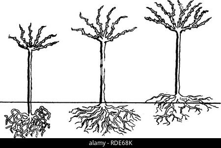 . Monatliche Vorträge an der Schule für Gartenbau, die von verschiedenen Spezialisten geliefert während 1892-1893. Gartenbau. 2 Abb. 3.. Bitte beachten Sie, dass diese Bilder sind von der gescannten Seite Bilder, die digital für die Lesbarkeit verbessert haben mögen - Färbung und Aussehen dieser Abbildungen können nicht perfekt dem Original ähneln. extrahiert. Victoria. Schule der Gartenbau; Victoria. Abt. der Landwirtschaft. Melbourne: Abt. Landwirtschaft, Victoria Stockfoto