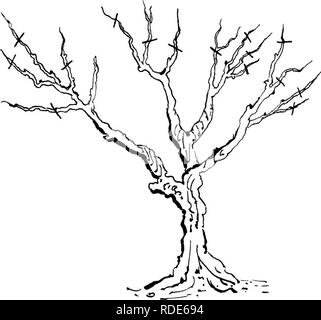 . Monatliche Vorträge an der Schule für Gartenbau, die von verschiedenen Spezialisten geliefert während 1892-1893. Gartenbau. Abb. 5.. Bitte beachten Sie, dass diese Bilder sind von der gescannten Seite Bilder, die digital für die Lesbarkeit verbessert haben mögen - Färbung und Aussehen dieser Abbildungen können nicht perfekt dem Original ähneln. extrahiert. Victoria. Schule der Gartenbau; Victoria. Abt. der Landwirtschaft. Melbourne: Abt. Landwirtschaft, Victoria Stockfoto