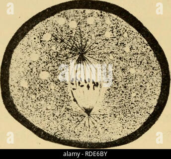 . Die Eier der Säugetiere. Ovum; Embryologie - Säugetiere; Säugetiere -- Physiologie; Eizelle. Abb. 1 Abb. 2 ^^r:?. Bitte beachten Sie, dass diese Bilder sind von der gescannten Seite Bilder, die digital für die Lesbarkeit verbessert haben mögen - Färbung und Aussehen dieser Abbildungen können nicht perfekt dem Original ähneln. extrahiert. Pincus, Gregory, 1903-1967. New York, der Macmillan Company Stockfoto