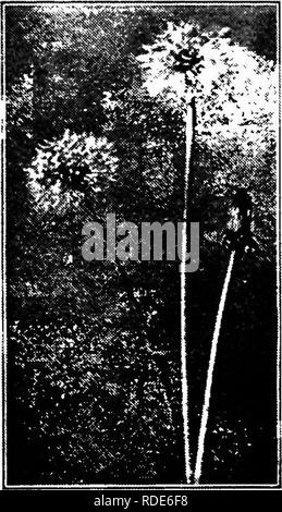 . Bauernhof Freunde und Feinde: einen Text - das Buch der Agrarwissenschaften. Landwirtschaftliche Schädlinge, Nützlinge und Schädlinge. Unkraut der Straßenränder und Plätze Löwen etabliert. Zu einer mehr oder weniger stark, praktisch alle anderen Unkraut haben ähnliche Vorteile, und eines der interessanten Dinge über die Studie eines jeden ist es, iind Was diese Vorteile sind. Dies wird oft den Weg zu das beste Mittel zur Kontrolle der || Erhöhung der Anlage. Der Löwenzahn zeigt auch ein - 4 Sonstige allgemeine Wahrheit, nämlich, dass die Art und Weise, in der wir denken an eine Anlage nach unserer Sicht hängt vie Stockfoto