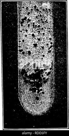 . Die Pilze, die die Krankheit verursachen. Pflanzenkrankheiten; Pilze. Kürzlich durchgeführte Tests durch Westerdijk â'" zeigen die Abwesenheit solcher biologische Spezialisierung in Bezug auf Hosts wie im Erysiphe und anderswo gefunden. S. nicotianae Oud. &Amp; Kon.'*''^- PARASITIEREN;;;;;;;; die Blätter und Stängel von Tabak. Es ist möglicherweise identisch mit S. libertiana. S. trifolioruin Erik.^ ^-^" Im Allgemeinen ähnelt S. libertiana, mit denen er von manchen als identische angesehen; ausreichende Beweise hat jedoch nicht dargetan worden, um sie gleichzeitig zu beweisen. Die Sklerotien, in der Größe variieren von einem Senfkorn t Stockfoto