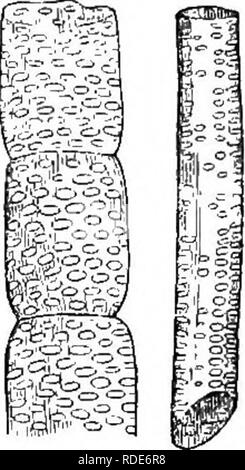 . Die Grundsätze der Botanik, wie in der cryptogamia veranschaulicht. Für die Nutzung der Schulen und der Hochschulen. Kryptogamen; Anatomie; 1853. 32 Elementare ORGANE DER PFLANZEN. 32. Wie das vaskuläre Gewebe in Pflanzen nur eine Modifikation der zellulären, finden wir in Ihm alle jene Zeichen, die wir bereits in den Zellen der zellulären Gewebe beschrieben haben. Vaskuläre Gewebe geht manchmal das Aussehen der Gepunkteten oder Narbig duots^ Die kontinuierliche Rohre sehr conspicu-ous Kaliber oder Bohrung, die aus einer Reihe von Poröse Zellen gebildet wurden, legte Ende-zu-Ende, deren Wände aufgenommen wurden Stockfoto