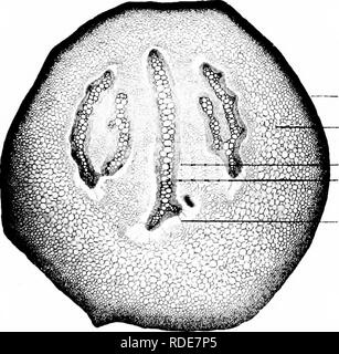 . Photomicrographs der botanischen Studien. Der mikrofotografie. Der phiitoiiiicrographs Botuiiical Studien. 23.- Sporen und Elators, von fruchtbarem Leiter "Equisetum telmateia."?' Sporen und elaters von sporangien von Nr. 22. 24. T.S. Stammzellen von "Selaainella Wildenovii.". r lipidermis. Kortikalen Gewebe. "Ascular bündelt. Xylem der Bündel. FrebeculK.. Bitte beachten Sie, dass diese Bilder sind von der gescannten Seite Bilder, die digital für die Lesbarkeit verbessert haben mögen - Färbung und Aussehen dieser Abbildungen können nicht perfekt dem Original ähneln. extrahiert. Schmeichelt, Milbo Stockfoto