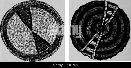 . Der Arapaho. Arapaho Indianer; Arapaho Kunst; Symbolik in der Kunst; Bild - schreiben, Inder, Indianer Nordamerikas; Indianer Nordamerikas. 70 Bulletin American Museum of Natural History. [Vol. XVIII, Abb. 17 Zeigt das Zelt - omament Design leicht verändert, und verwendet eine Seite der Kugel zu decken. Zelt - Verzierungen sind in der Regel in das Zelt mit einer gewissen Zeremonie verbunden. Dies geschieht durch eine Ansammlung von alten Frauen, von denen mindestens eine sind Besitzer eines der sieben heiligen Frauen Taschen, die angesprochen wurden. Die Zeremonien sind ähnlich denen, die die pl beschrieben wurden. Stockfoto