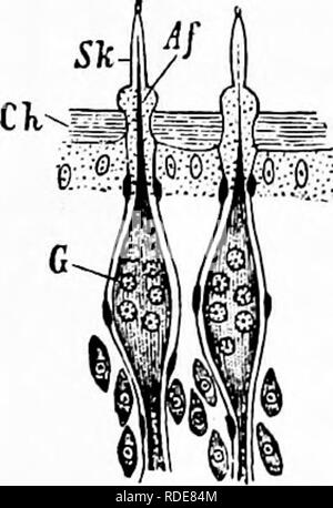 . Handbuch der Blume Bestäubung: auf Hermann Mu?ller Arbeit" die Befruchtung der Blüten durch Insekten". Düngung von Pflanzen. Insekt BESUCHER T39, während das 'Flaschen' in verschiedenen Teilen auf dem distalen Gelenken auftreten. Solche 'Flaschen' sind in Apis, Bombus, Eucera, Xylocopa, und Anthophora gefunden. Die olfaktorischen Gruben und olfaktorischen Kegel variieren sehr stark in der Anzahl. In Honig - Bienen Es gibt 14.000 bis 15.000 Gruben, und rund 200 Kegel auf jede Antenne. Unter Diptera Es gibt chitinous Gruben mit sensorischen Kegel, und von sehr verschiedenen Formen. Die Gruben sind manchmal einfach, mit nur einem Kegel; manchmal Kom Stockfoto