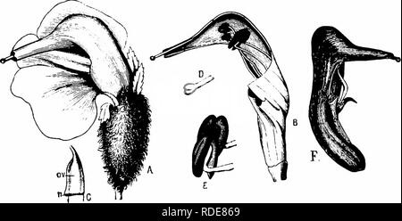 . Handbuch der Blume Bestäubung: auf Hermann Mu?ller Arbeit" die Befruchtung der Blüten durch Insekten". Düngung von Pflanzen. y Abb. 307, Entfernen roslratay L. (nach Henn. Miiller). A. Blume von der linken Seite gesehen (x ^). B. Teil der Krone oben x x x x x x x in y4, von der rechten Seite gesehen. C., teilweise zerlegt, von der linken Seite gesehen (x5). D. Die zwei Staubgefäßen, von aussen gesehen (x5). /", ", Lappen der Unterlippe; (7, r, Schlitz und zurückgebogen Kante der oberen Lippe; j/, Schande. 2156. S. asplenifolia Floerke. (Herm. Miiller, "Alpenblumen/s. 300-1; Kerner, "Nat. Hist. PI./en Stockfoto