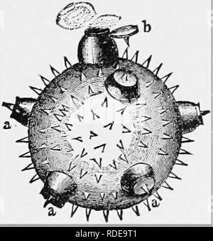 . Die Biene - der Keeper Guide: oder Handbuch der Imkerei. Biene Kultur; Bienen. Pollen-Srains, von A. I. Jioot Co.forated, obwohl die innere Wand - intine - nicht ist. Diese Perfora- tionen sind auch eindeutige Nummer innerhalb der Arten. Diese Bohrungen geben Gelegenheit für die Pollen - Rohre (Abb. 252, T) aus zu drücken, nachdem die Pollen - Korn das Stigma der Blüte erreicht. Wo es keine Perforationen der extine, die Mauer bricht. In einigen Fällen wie Orchideen, Pollen - Körner sind die, die durch einen Kleber statt. In unserem milkweeds bemerken wir eine ähnliche Gruppierung von Pollen - Körner (Abb. 227), die häufig sehr sind Stockfoto