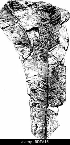 . Fossile Pflanzen: für Studenten der Botanik und Geologie. Paläobotanik. 564 CYCADOPHYTAN WEDEL [CH. Bemerkungen hinsichtlich der Stomata, aber er zeigt, dass es keine Beweise für die Existenz einer mittelrippe im engeren Sinne, die Darstellung eines einzelnen oder doppelten Durchschnittseinkommen Vene aufgrund der Anwesenheit einer Dorsalen stomatiferous Groove, die Kanten, die einen Eindruck über die Matrix einer Vene produzieren würde, oder, wenn die. Fie. 618. Pseudocycas Saportae. Aus dem Wealden, in der Nähe von Hastings. (British Museum, V. 2777;^ Nat. Größe.) Nut wurde schmaler, die Eindruck vorschlagen würde, eine einzige Mittelrippe. Pse Stockfoto