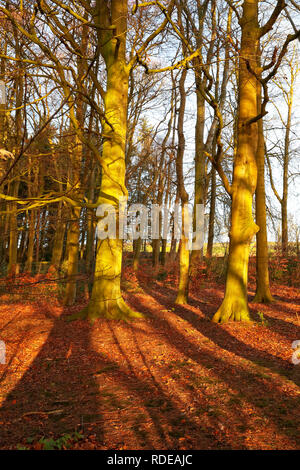 Buche (Fagus sylvatica) am späten Nachmittag Sonne im Winter an den Ufern des Swinsty Behälter getaucht Stockfoto