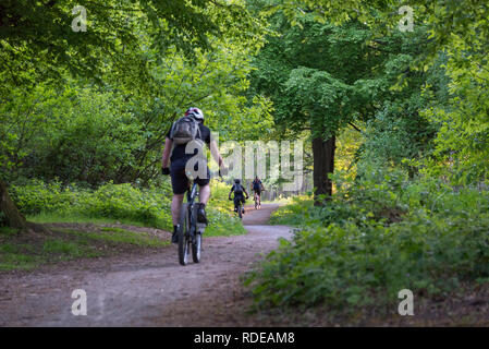 Radfahren in Cobham Woods, Kent, Großbritannien Stockfoto