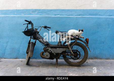 Straße Katze auf den Straßen von Marrakesch und Essaouira in Marokko in den Fischerhafen und Medina, in der Nähe der farbigen Wand. Postkarte - Konzept Stockfoto